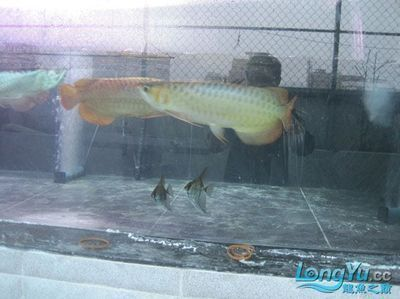 揭陽龍魚vs祥龍魚場（探討揭陽龍魚與祥龍魚場之間的差異之前需要明確這兩個概念所指的對象）