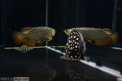 虎魚和銀龍哪個好養：淡水觀賞魚虎魚和銀龍哪個好養
