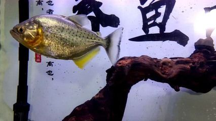 虎魚不搶食怎么辦：\"虎魚不搶食怎么辦\"