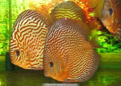 30種常見熱帶觀賞魚 觀賞魚之家：30種常見熱帶觀賞魚的飼養(yǎng)方法和注意事項(xiàng) 30種常見熱帶觀賞魚 觀賞魚之家：30種常見熱帶觀賞魚的飼養(yǎng)方法和注意事項(xiàng) 魚缸百科 第2張