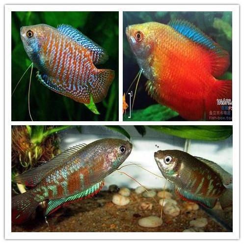 30種常見熱帶觀賞魚 觀賞魚之家：30種常見熱帶觀賞魚的飼養(yǎng)方法和注意事項(xiàng) 30種常見熱帶觀賞魚 觀賞魚之家：30種常見熱帶觀賞魚的飼養(yǎng)方法和注意事項(xiàng) 魚缸百科 第3張