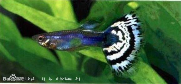 30種常見熱帶觀賞魚 觀賞魚之家：30種常見熱帶觀賞魚的飼養(yǎng)方法和注意事項(xiàng) 30種常見熱帶觀賞魚 觀賞魚之家：30種常見熱帶觀賞魚的飼養(yǎng)方法和注意事項(xiàng) 魚缸百科 第4張