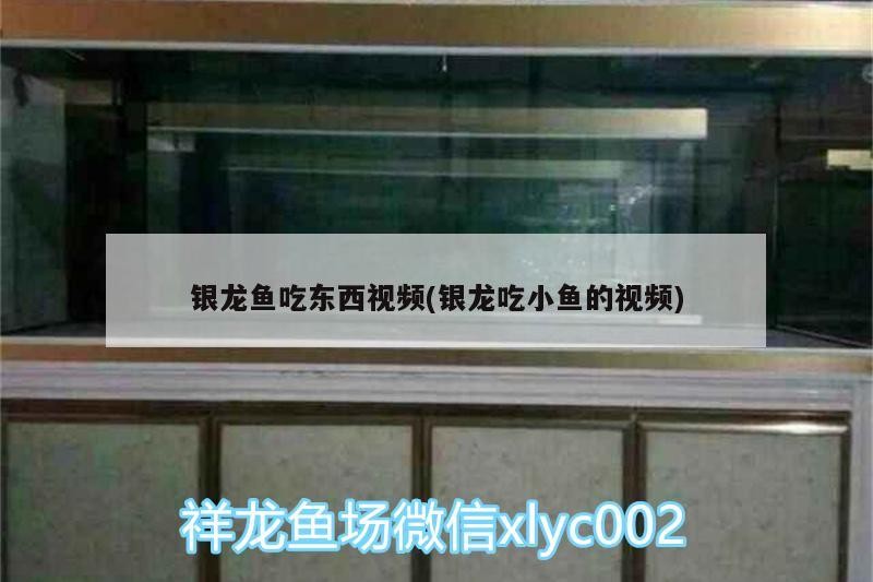 銀龍魚吃東西視頻(銀龍吃小魚的視頻) 銀龍魚吃東西視頻(銀龍吃小魚的視頻) 銀龍魚百科