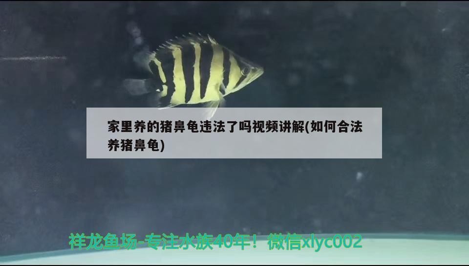 家里養(yǎng)的豬鼻龜違法了嗎視頻講解(如何合法養(yǎng)豬鼻龜)