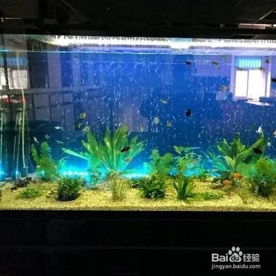 昌吉市龍澤水族館(昌吉市龍澤水族館電話) 全國水族館企業(yè)名錄 第2張 昌吉市龍澤水族館(昌吉市龍澤水族館電話) 昌吉市龍澤水族館(昌吉市龍澤水族館電話) 全國水族館企業(yè)名錄 第2張