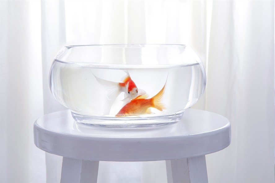 負壓魚缸的壞處，如何降低負壓魚缸能耗