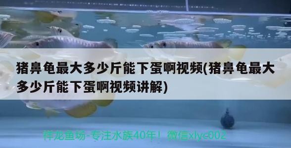 魚缸過濾器選購指南:自制魚缸過濾器魚缸上置過濾器對于養魚愛好者的必備知識 豬鼻龜最大多少斤能下蛋啊視頻(豬鼻龜最大多少斤能下蛋啊視頻講解) 豬鼻龜百科 豬鼻龜最大多少斤能下蛋啊視頻(豬鼻龜最大多少斤能下蛋啊視頻講解) 豬鼻龜最大多少斤能下蛋啊視頻(豬鼻龜最大多少斤能下蛋啊視頻講解) 豬鼻龜百科