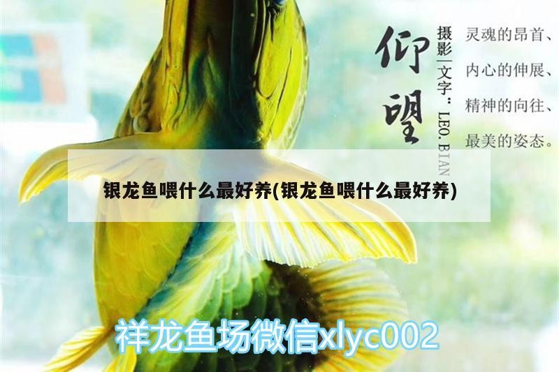 銀龍魚喂什么最好養(銀龍魚喂什么最好養)