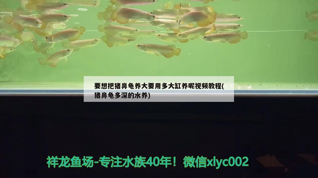 要想把豬鼻龜養大要用多大缸養呢視頻教程(豬鼻龜多深的水養)