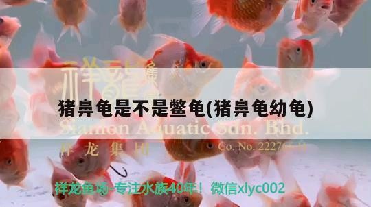 豬鼻龜是不是鱉龜(豬鼻龜幼龜) 豬鼻龜是不是鱉龜(豬鼻龜幼龜) 豬鼻龜百科