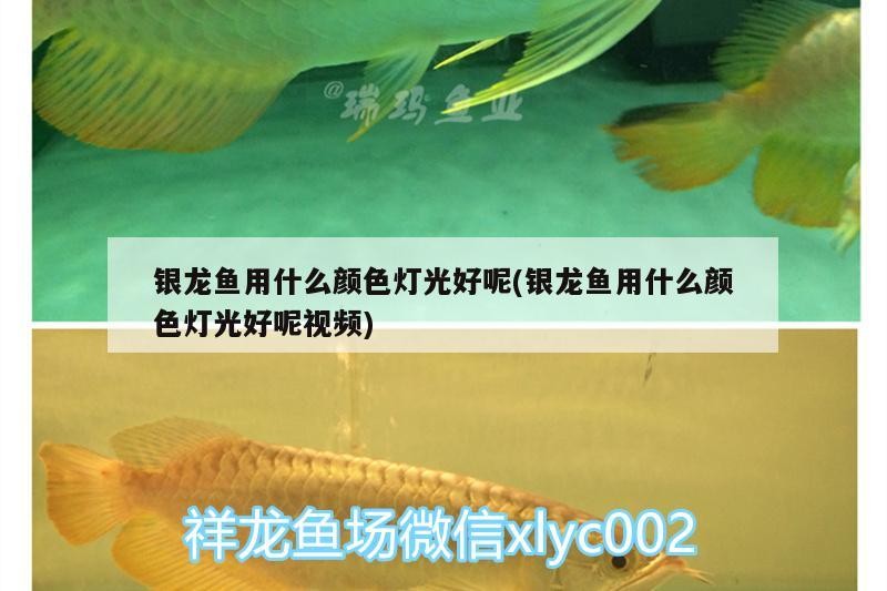銀龍魚用什么顏色燈光好呢(銀龍魚用什么顏色燈光好呢視頻)