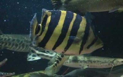 小型魟魚水族箱設計：小型魟魚水族箱的設計 小型魟魚水族箱設計：小型魟魚水族箱的設計 魟魚百科 第2張