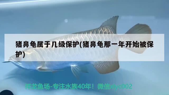 豬鼻龜屬于幾級保護(豬鼻龜那一年開始被保護) 豬鼻龜屬于幾級保護(豬鼻龜那一年開始被保護) 豬鼻龜百科