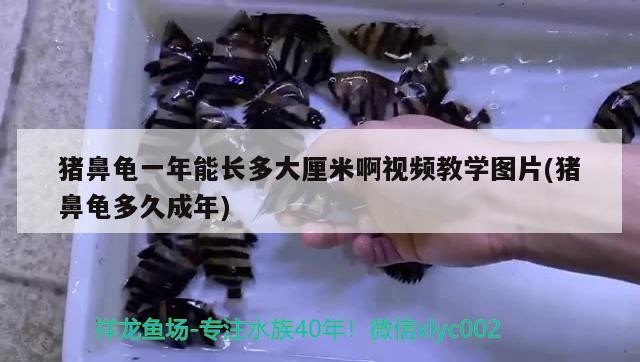 豬鼻龜一年能長多大厘米啊視頻教學(xué)圖片(豬鼻龜多久成年) 豬鼻龜一年能長多大厘米啊視頻教學(xué)圖片(豬鼻龜多久成年) 豬鼻龜百科