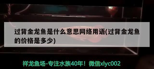 過背金龍魚是什么意思網絡用語(過背金龍魚的價格是多少)