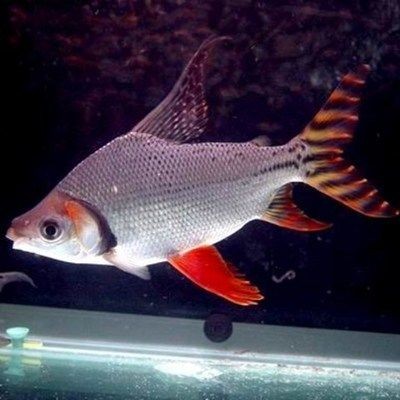 龍魚搭配什么清潔魚缸，龍魚與清潔魚的搭配