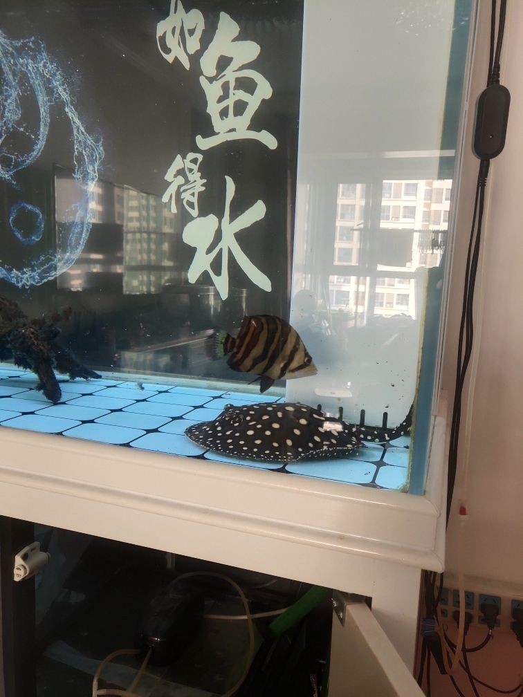 印尼虎魚溫度：關于印尼虎魚適宜溫度的詳細信息 印尼虎魚溫度：關于印尼虎魚適宜溫度的詳細信息 虎魚百科