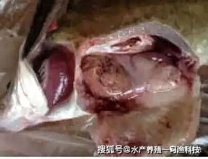 魟魚疾病預(yù)防日常護(hù)理：魟魚疾病預(yù)防與日常護(hù)理