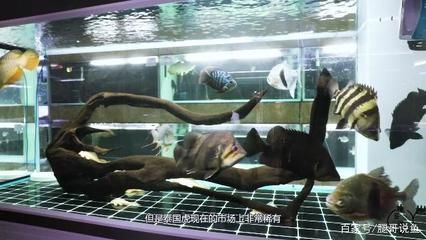 印尼虎魚總暴斃：印尼虎魚暴斃可能由多種因素引起 印尼虎魚總暴斃：印尼虎魚暴斃可能由多種因素引起 虎魚百科 第3張