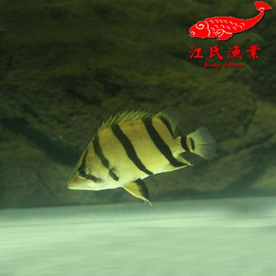 雜紋泰國虎魚3萬二：一條雜紋泰國虎魚價格為3萬2千元，價格為3萬2千元