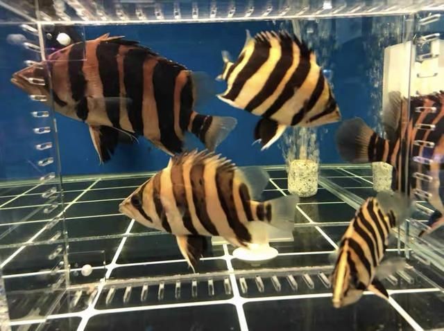 印尼虎魚適應的溫度和濕度是多少度：印尼虎魚適應的溫度和濕度是多少度呢？ 印尼虎魚適應的溫度和濕度是多少度：印尼虎魚適應的溫度和濕度是多少度呢？ 虎魚百科 第1張