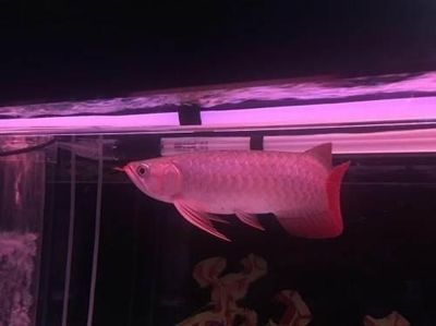 龍魚吃啥能變色啊vs祥龍魚場(chǎng)：祥龍魚場(chǎng)的龍魚品種
