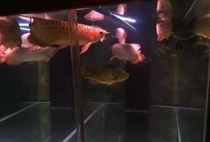 銀龍魚紅龍魚混養怎么樣