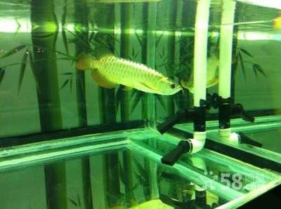 朔州龍魚vs祥龍魚場(朔州地區多家水族專賣店和漁具店都有可能銷售龍魚) 全國水族館企業名錄 第3張 朔州龍魚vs祥龍魚場(朔州地區多家水族專賣店和漁具店都有可能銷售龍魚) 朔州龍魚vs祥龍魚場(朔州地區多家水族專賣店和漁具店都有可能銷售龍魚) 全國水族館企業名錄 第3張