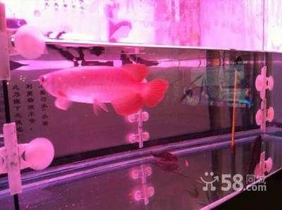 朔州龍魚vs祥龍魚場(朔州地區多家水族專賣店和漁具店都有可能銷售龍魚) 全國水族館企業名錄 第4張 朔州龍魚vs祥龍魚場(朔州地區多家水族專賣店和漁具店都有可能銷售龍魚) 朔州龍魚vs祥龍魚場(朔州地區多家水族專賣店和漁具店都有可能銷售龍魚) 全國水族館企業名錄 第4張