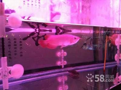 朔州龍魚vs祥龍魚場(朔州地區多家水族專賣店和漁具店都有可能銷售龍魚) 全國水族館企業名錄 第6張 朔州龍魚vs祥龍魚場(朔州地區多家水族專賣店和漁具店都有可能銷售龍魚) 朔州龍魚vs祥龍魚場(朔州地區多家水族專賣店和漁具店都有可能銷售龍魚) 全國水族館企業名錄 第6張