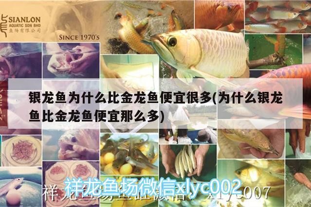 銀龍魚為什么比金龍魚便宜很多(為什么銀龍魚比金龍魚便宜那么多)