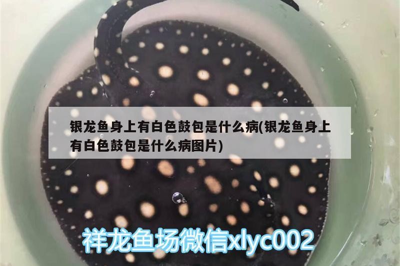 銀龍魚身上有白色鼓包是什么病(銀龍魚身上有白色鼓包是什么病圖片) 銀龍魚身上有白色鼓包是什么病(銀龍魚身上有白色鼓包是什么病圖片) 銀龍魚百科