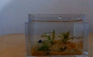 大魚缸如何清理：如何清理大魚缸？