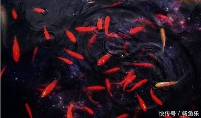 觀賞魚自然死亡（如何提高觀賞魚的存活率）