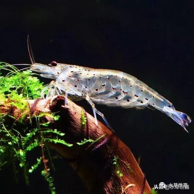 觀賞魚自然死亡（如何提高觀賞魚的存活率）
