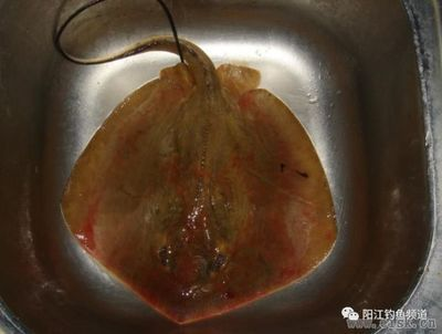 魟魚適宜的水色范圍：關(guān)于魟魚適宜的水色范圍