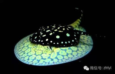 魟魚適宜的水色范圍：關(guān)于魟魚適宜的水色范圍