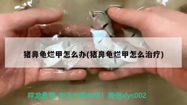 魚缸用增氧泵價格是多少:魚缸增氧機-xtrac增氧機-xtrac增氧機 豬鼻龜爛甲怎么辦(豬鼻龜爛甲怎么治療) 豬鼻龜百科 豬鼻龜爛甲怎么辦(豬鼻龜爛甲怎么治療) 豬鼻龜爛甲怎么辦(豬鼻龜爛甲怎么治療) 豬鼻龜百科