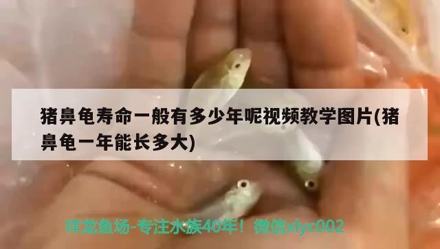 豬鼻龜壽命一般有多少年呢視頻教學(xué)圖片(豬鼻龜一年能長(zhǎng)多大)