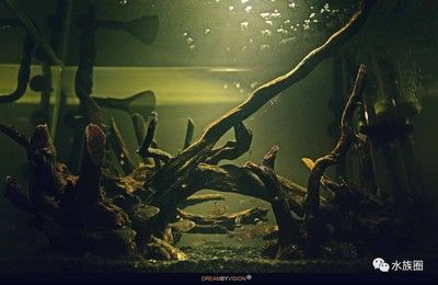 純石頭魚缸造景效果圖：純石頭魚缸造景技巧魚缸造景技巧魚缸造景技巧