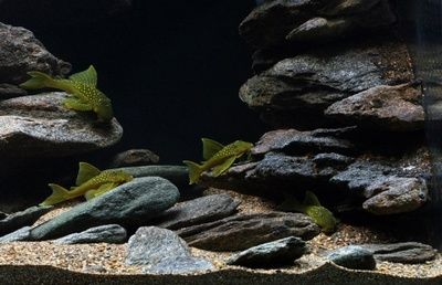 純石頭魚(yú)缸造景效果圖：純石頭魚(yú)缸造景技巧魚(yú)缸造景技巧魚(yú)缸造景技巧