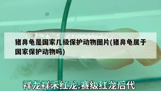 豬鼻龜是國家幾級保護動物圖片(豬鼻龜屬于國家保護動物嗎)