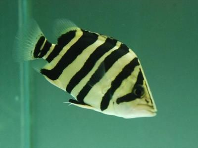 虎魚(yú)價(jià)錢(qián)：泰國(guó)虎魚(yú)市場(chǎng)價(jià)格因品種、大小、品相等因素有所不同 虎魚(yú)價(jià)錢(qián)：泰國(guó)虎魚(yú)市場(chǎng)價(jià)格因品種、大小、品相等因素有所不同 虎魚(yú)百科 第3張