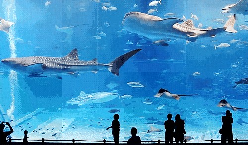 馬鞍山水族館vs祥龍魚場（馬鞍山水族館和祥龍魚場各有什么優勢？）