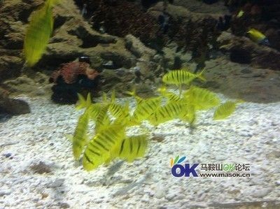 馬鞍山水族館vs祥龍魚場（馬鞍山水族館和祥龍魚場各有什么優勢？）