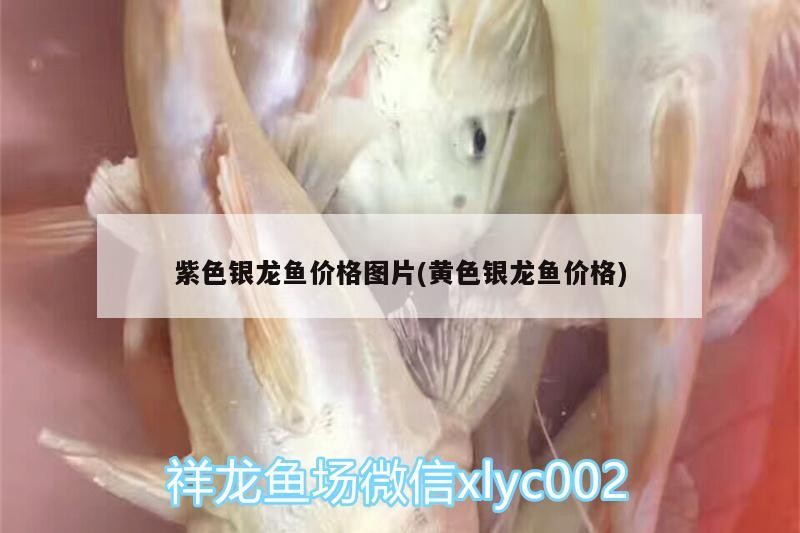 紫色銀龍魚價格圖片(黃色銀龍魚價格)