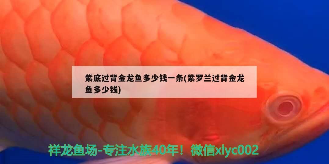 紫底過背金龍魚多少錢一條(紫羅蘭過背金龍魚多少錢) 紫底過背金龍魚多少錢一條(紫羅蘭過背金龍魚多少錢) 金龍魚百科