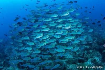 蝙蝠魟魚