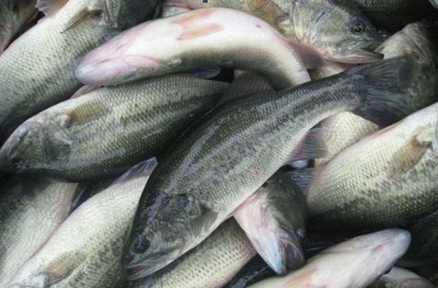淮安龍魚vs祥龍魚場（探討淮安龍魚與祥龍魚場的區(qū)別）