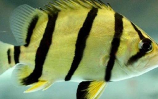 虎魚怎么變黑了：虎魚為什么會變黑？